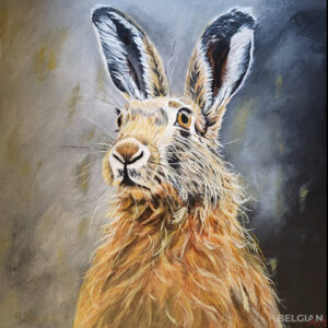 Pied hare