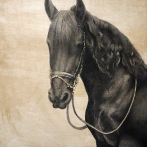 Sabari - Friesian horse.