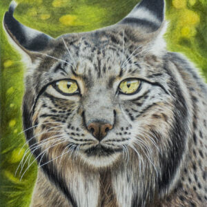 Lynx