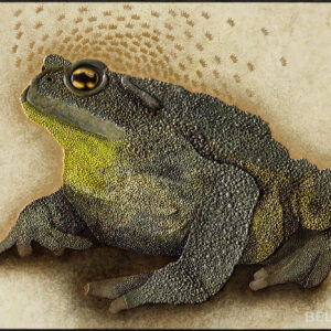 bullfrog blues
