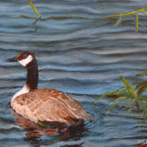 Canadian goose