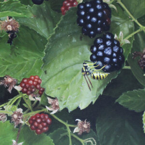 Blackberries with a wasp