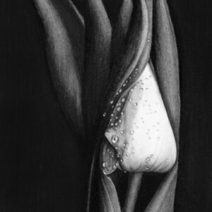 Birth of a tulip