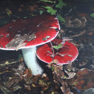 Some red Russula