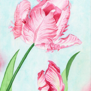 Pink Parrot Tulips