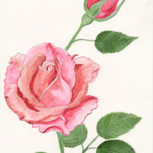 Blossoming Rose