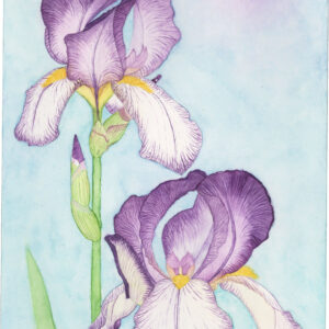 Couple of Irises