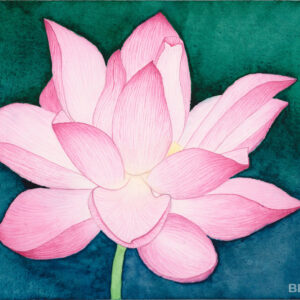 Blooming Lotus