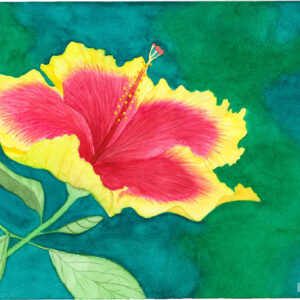 The Charm of the Hibiscus