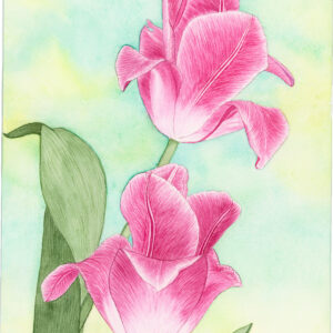A Couple of Pink Tulips
