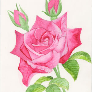 Blooming Rose