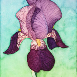 Purple Iris