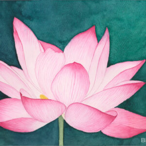 Lotus Flower