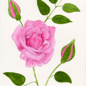 Pink Rose