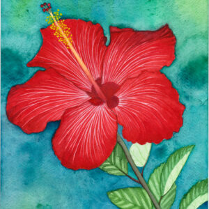 A Vibrant Red Hibiscus
