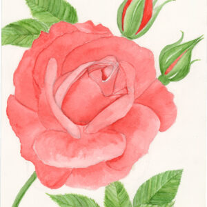 Rose in Full Bloom