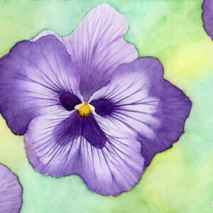 Violet pansy