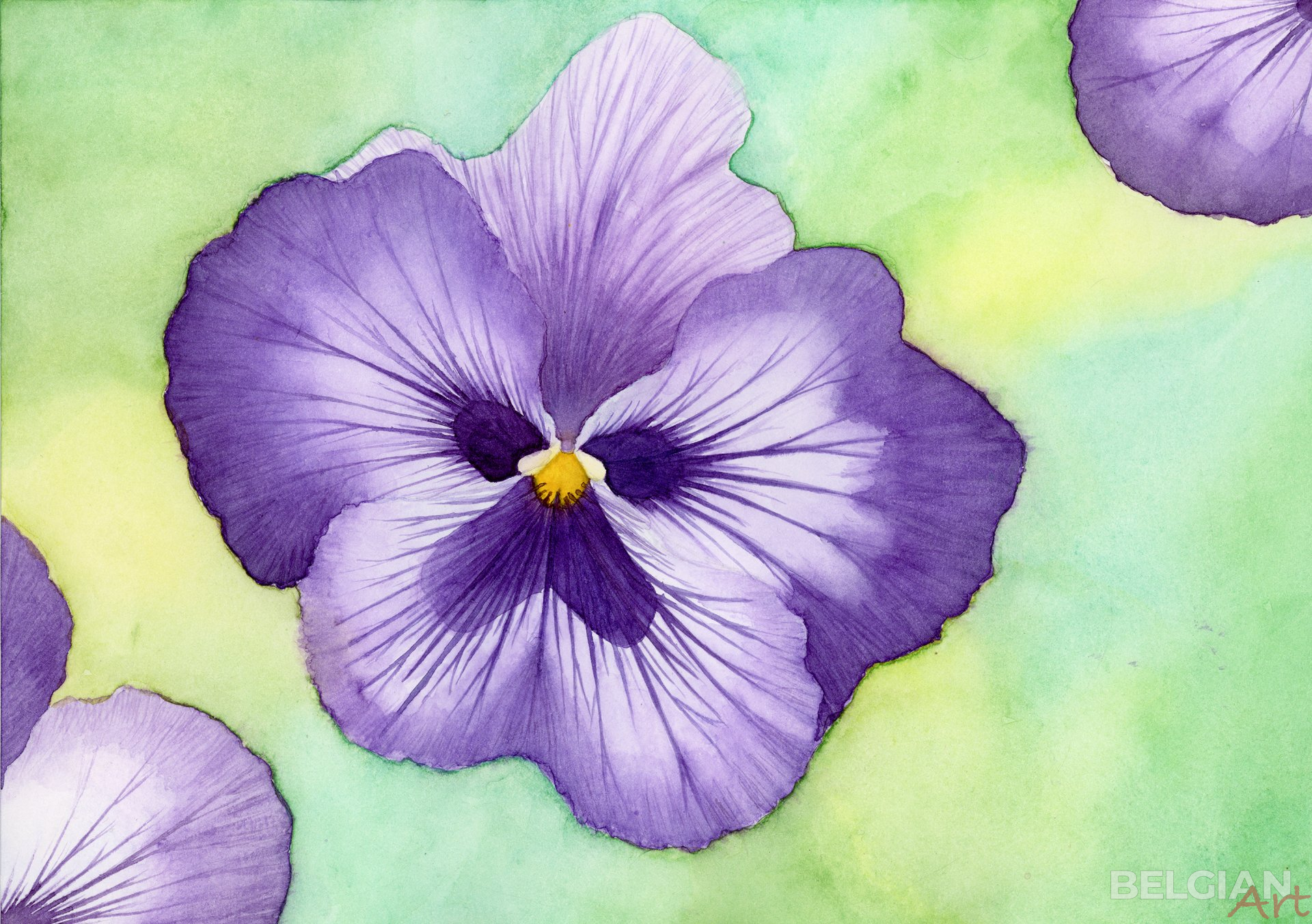 Violet pansy