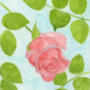 Soft Rose