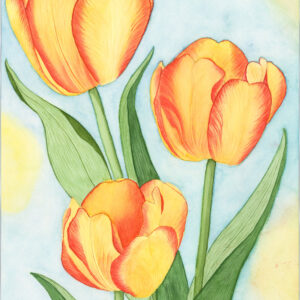 Tulips in Spring