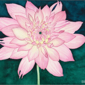 Light Pink Dahlia