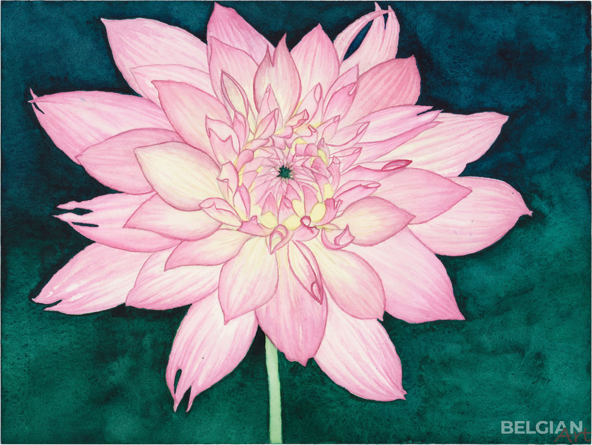 Light Pink Dahlia