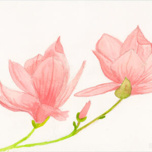 Charming Magnolia Flowers