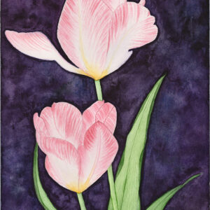 Light Tulips