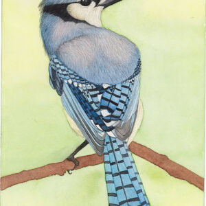 Blue Jay