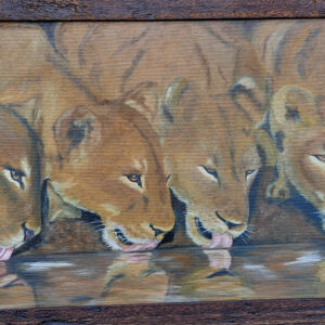 4 drinking lionesses