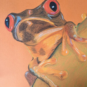 Curious frog