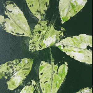 Groene Echo’s